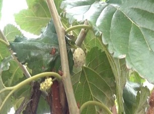 Dut ağacı meyve verdi