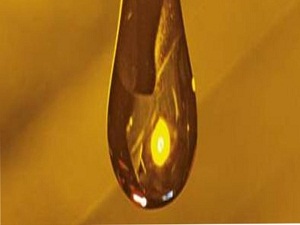 Diyabette yeni umut kahvereni yağ