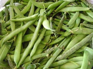 Zam şampiyonu taze fasulye