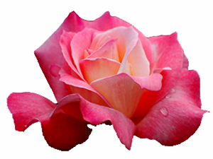 Ali'yi seven beni sevmiştir, düşmanlık besleyen de..