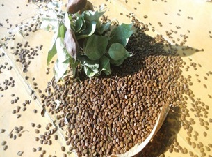 Sertifikalı tohumda hedef 1 milyon ton