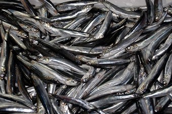 Hamsinin şifreleri çözülüyor