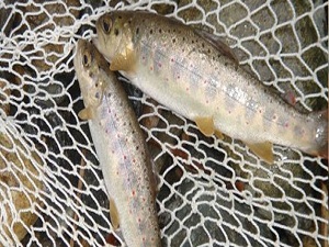 Soğuk hava balık fiyatlarını uçurdu!