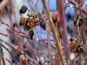 Kış hastalıklarının ilacı: Kuşburnu