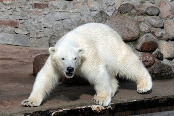 Rusya uyardı: Kutup ayılarının nesli hızla tükeniyor