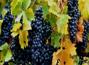 Ar-Ge çalışmalarıyla üzüm ihracatı arttı