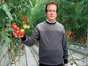 Domatesi serasında üretip marketinde satıyor