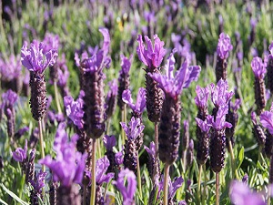 Sigaradan 'karabaş otu' ile kurtulun