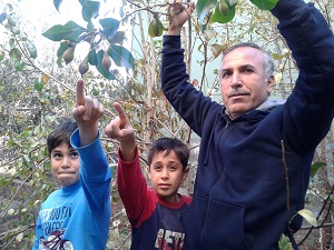 Kışın meyve veren ağaçlar şaşırttı