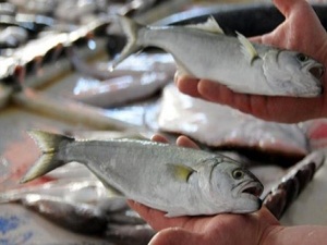 Lüfer yüz güldürdü