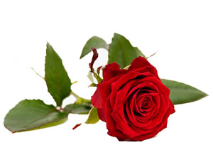 Allah'ın 99 rahmeti kıyamet günü içindir