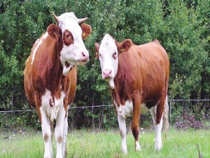 11 ülkeye gebe düve ihracatı