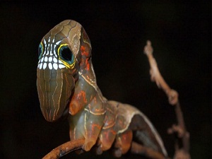 Böcek gözlü tırtıllar