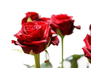 Siz merhametli olun semadakiler de size rahmet etsin