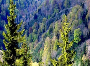 10 yılda ormanlarımız 9 bin hektar büyüdü