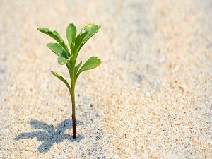 Tohum bahçeleri için 37 bin fidan toprakla buluşacak