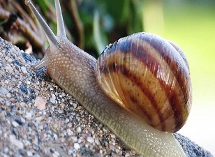 Kabuğu bile milyonlarca avro kazandırıyor