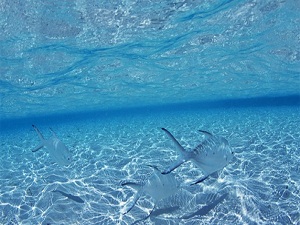 Okyanus altından dev tatlı su rezervleri çıktı