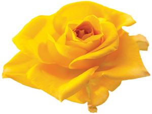 Camilere devam etmeyi adet haline getireni gördüğünüzde