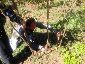 Çiftçilere fındık budama uyarısı