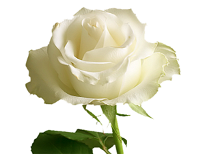 Cömerdin her ayağı sürçtüğünde Allah onun elinden tutar