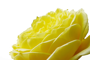 Allah ümmetimi dalalet üzere birleşmekten korumuştur