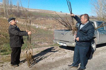 Afyon’da gelir getirici 25 bin fidan dağıtıldı