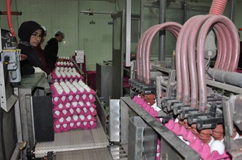 Yumurtanın fiyatını belirleyen Afyon, ihracatta da lider