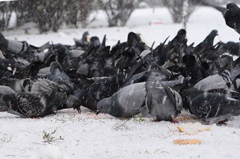Karda hayvanlar da unutulmadı
