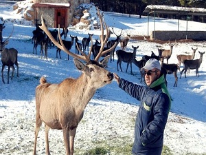 Geyiklerin beslenme listesinde bir kuş sütü eksik
