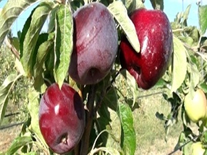 Sağlığınızı elma yiyerek koruyun