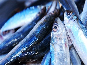 Kar yağdı, balık fiyatları arttı