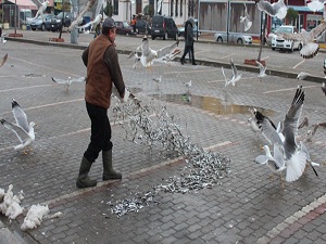 Satılamayan balıklar martılara yem oldu