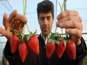 Çilek diyarında erken hasat