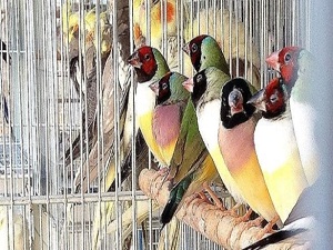 Doha'nın renkli kuş pazarı göz kamaştırıyor