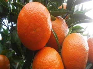 Meyve-sebze mamulleri ihracatı geriliyor