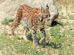 Nesli tehlike altında 40 tür var