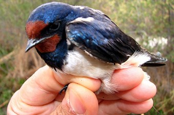 Türkiye'deki kuş türlerinin yarısı Iğdır'da yaşıyor