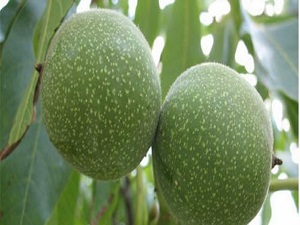 Ceviz kabuğundan güneş pili