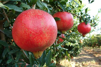 Nar'ın kabuğu  yakacak olarak kullanılıyor