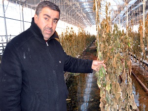 Kar yağışı seralara da zarar verdi