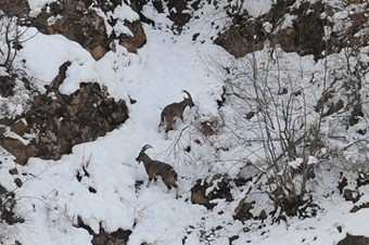 Kar en çok yaban hayatını etkiledi