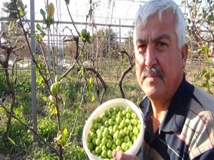 Erik ağaçları meyve verdi