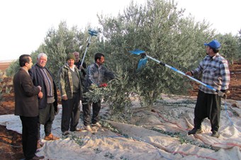 Araban’da zeytin hasadı başladı
