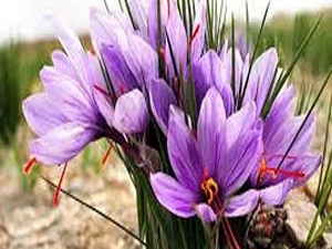 Tümör tedavisinde umut veren bitki