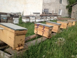 Siirt'te 3 bin adet arılı kovan, bal üreticilerine dağıtıldı