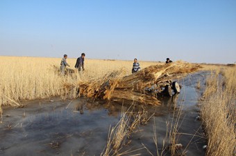 Sultansazlığı dondu, kamış biçimi buz üstünde yapılıyor