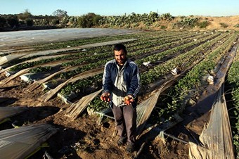 Gazze'de şiddetli yağış çilek tarlalarını da vurdu