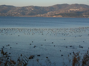 Sapanca Gölü kış misafirlerini ağırlıyor