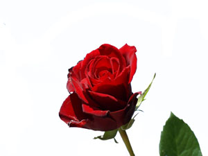 İnsanoğlunun kalbi, kaynayan tencereden değişkendir